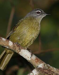 纹颊绿鹎 / Stripe-cheeked Greenbul / Arizelocichla milanjensis