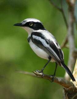 白颏蓬背鹟 / Pale Batis / Batis soror