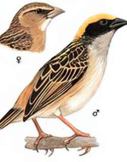 黄胸织布鸟 / Baya Weaver