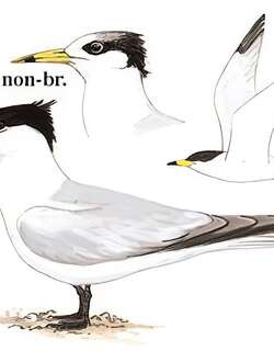 中华凤头燕鸥 / Chinese Crested Tern / Thalasseus bernsteini
