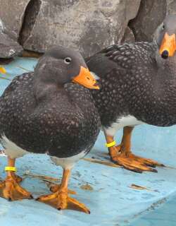 灰船鸭 / Fuegian Steamer Duck / Tachyeres pteneres