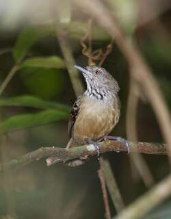 格喉蚁鹩 / Checker-throated Stipplethroat / Epinecrophylla fulviventris
