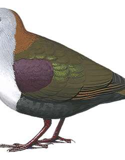 灰额鸡鸠 / Palau Ground Dove / Pampusana canifrons
