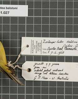 澳洲黄绣眼鸟 / Canary White-eye / Zosterops luteus