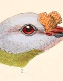 花鼻果鸠 / Carunculated Fruit Dove / Ptilinopus granulifrons