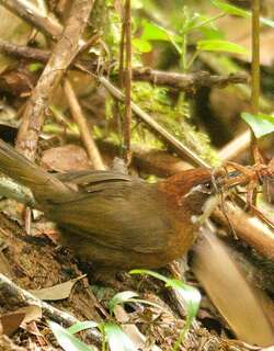白喉尖鹛 / White-throated Oxylabes / Oxylabes madagascariensis