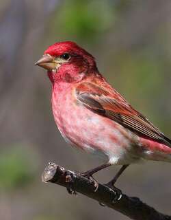 紫朱雀 / Purple Finch / Haemorhous purpureus