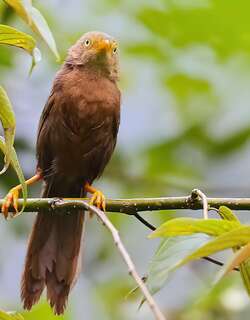 橙嘴鸫鹛 / Orange-billed Babbler / Argya rufescens
