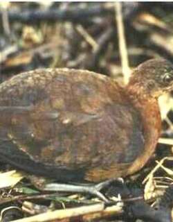 灰腿穴䳍 / Grey-legged Tinamou / Crypturellus duidae