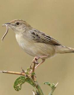 漠扇尾莺 / Desert Cisticola / Cisticola aridulus