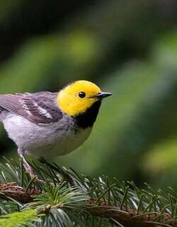 黄脸林莺 / Hermit Warbler / Setophaga occidentalis