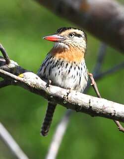 查科蓬头䴕 / Chaco Puffbird / Nystalus striatipectus