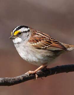 白喉带鹀 / White-throated Sparrow / Zonotrichia albicollis