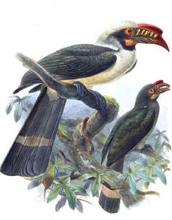 吕宋犀鸟 / Luzon Hornbill / Penelopides manillae