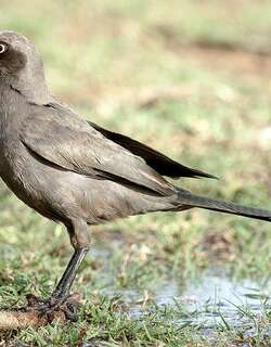 灰丽椋鸟 / Ashy Starling / Lamprotornis unicolor