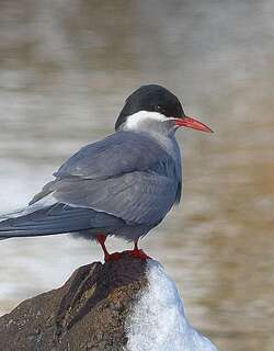 克岛燕鸥 / Kerguelen Tern / Sterna virgata