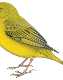 山黄雀鹀 / Monte Yellow Finch / Sicalis mendozae
