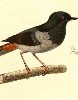 乌背刺花鸟 / Grey-bellied Flowerpiercer / Diglossa carbonaria