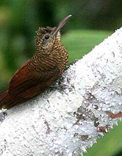 斑䴕雀 / Amazonian Barred Woodcreeper / Dendrocolaptes certhia