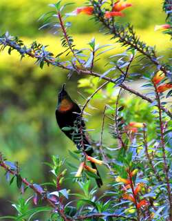 紫胸花蜜鸟 / Purple-breasted Sunbird / Nectarinia purpureiventris