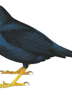 淡眼鸫 / Pale-eyed Thrush / Turdus leucops