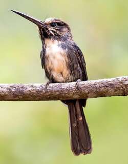 三趾鹟䴕 / Three-toed Jacamar / Jacamaralcyon tridactyla