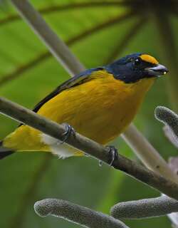 黄喉歌雀 / Yellow-throated Euphonia / Euphonia hirundinacea