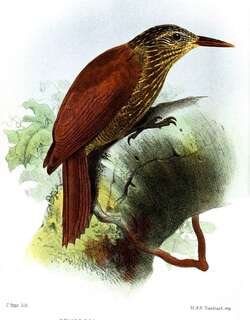 黑斑䴕雀 / Black-banded Woodcreeper / Dendrocolaptes picumnus