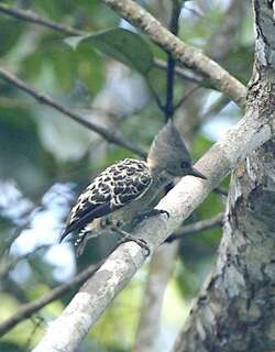 灰黄啄木鸟 / Grey-and-buff Woodpecker / Hemicircus concretus