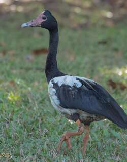 鹊雁 / Magpie Goose / Anseranas semipalmata