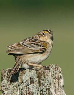 黄胸草鹀 / Grasshopper Sparrow / Ammodramus savannarum