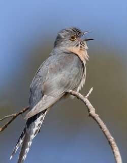 扇尾杜鹃 / Fan-tailed Cuckoo / Cacomantis flabelliformis