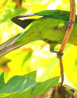 乌岛翎冠鹦鹉 / Ouvea Parakeet / Eunymphicus uvaeensis