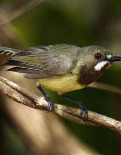 黑头噪刺莺 / Fairy Gerygone / Gerygone palpebrosa