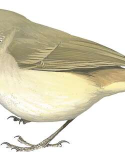 山刺嘴莺 / Mountain Thornbill / Acanthiza katherina