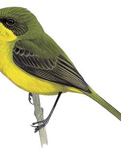 亚热带多拉霸鹟 / Subtropical Doradito / Pseudocolopteryx acutipennis