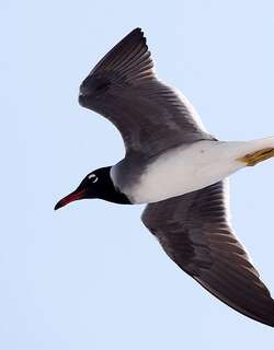 白眼鸥 / White-eyed Gull / Ichthyaetus leucophthalmus