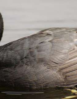 白翅骨顶 / White-winged Coot / Fulica leucoptera