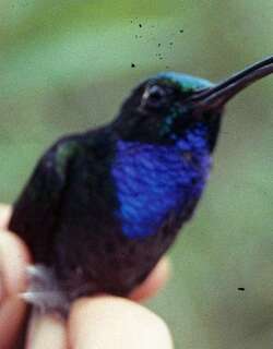 那波刀翅蜂鸟 / Napo Sabrewing / Campylopterus villaviscensio