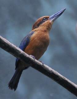 桂红翡翠 / Guam Kingfisher / Todiramphus cinnamominus