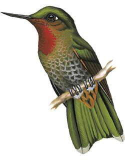 涅比辉尾蜂鸟 / Neblina Metaltail / Metallura odomae