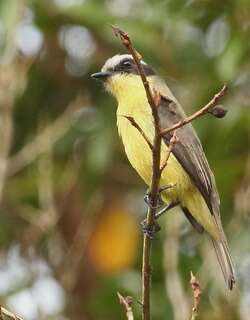 三纹蚊霸鹟 / Three-striped Flycatcher / Conopias trivirgatus