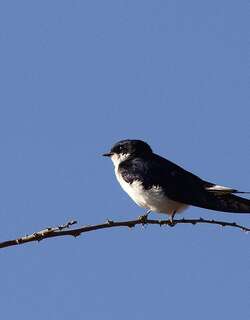 白尾燕 / White-tailed Swallow / Hirundo megaensis
