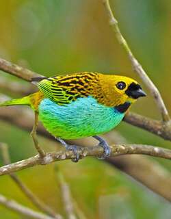 金边唐加拉雀 / Gilt-edged Tanager / Tangara cyanoventris