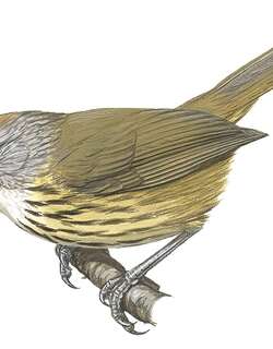 巴拉望穗鹛 / Palawan Striped Babbler / Zosterornis hypogrammicus