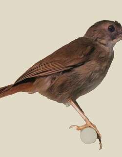 苍胸非洲雅鹛 / Pale-breasted Illadopsis / Illadopsis rufipennis