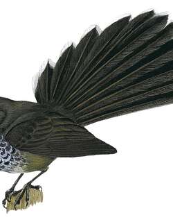 波岛扇尾鹟 / Pohnpei Fantail / Rhipidura kubaryi