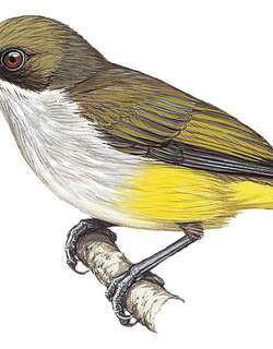 绿顶啄花鸟 / Olive-capped Flowerpecker / Dicaeum nigrilore