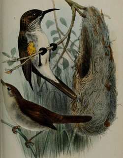 索岛鹪莺 / Socotra Warbler / Incana incana