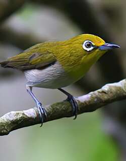低地绣眼鸟 / Lowland White-eye / Zosterops meyeni